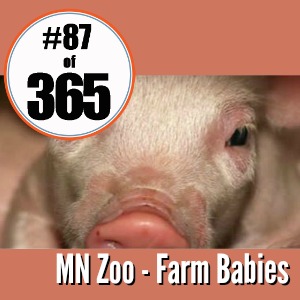 Day 87 of 365 MN Z00 - Farm Babies #365TC